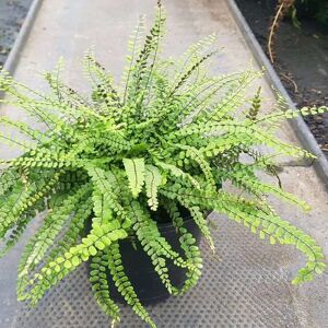 Asplenium trichomanes ---